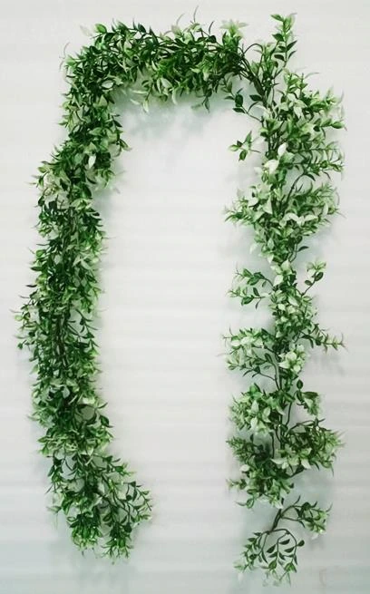 Ruscus Hoya Bella Leaf Creeper 540cm